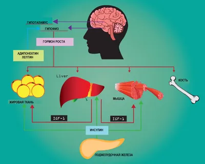 акромегалия (Интересный случай, Физиология) / Поиск по тегам (вазопрессин,  сахарный диабет, эпифиз, тимус, менструальный цикл) / Medicine Live