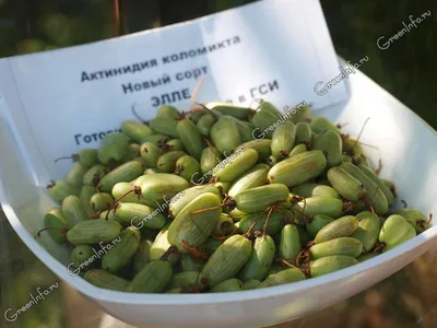 Купить актинидию коломикта Лакомка 🥝 Описание сорта, фото