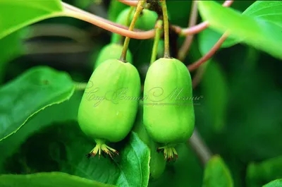 Actinidia deliciosa 'Atlas', Актинидия деликатесная (киви) 'Атлас'