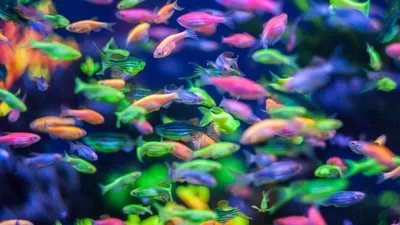 Светящиеся рыбки GloFish | виды, описание, содержание