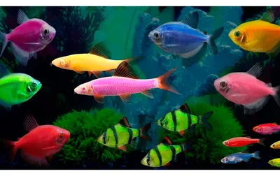 Светящиеся рыбки GloFish | виды, описание, содержание