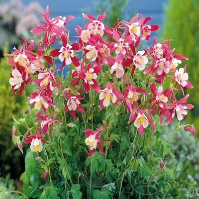 Аквилегия гибридная (Aquilegia x hybrida `Crimson Star`) - Клумбы - По  областям применения - Каталог - LESKOVO-PITOMNIK.ru