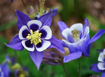 Аквилегия Водосбор Aquilegia - Бесплатное фото на Pixabay - Pixabay