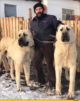 Алабай — все, что нужно знать о породе - РИА Новости, 06.11.2020