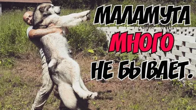 Дрессировка Аляскинский Маламут Минск и область. Alaskan Malamute |  Дрессировка собак в Минске. Дрессировка собак, социализация, коррекция  поведения, воспитание щенков.