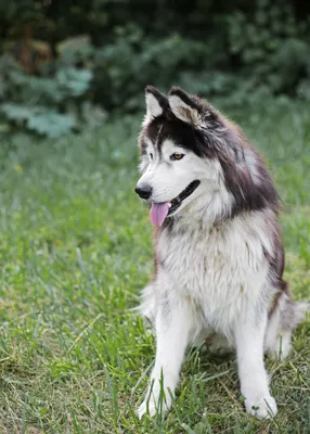 Пропал аляскинский маламут Вольт в Одинцово! | Pet911.ru