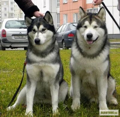 Аляскинский маламут (Alaskan Malamute) - описание породы, фото, отзывы  владельцев