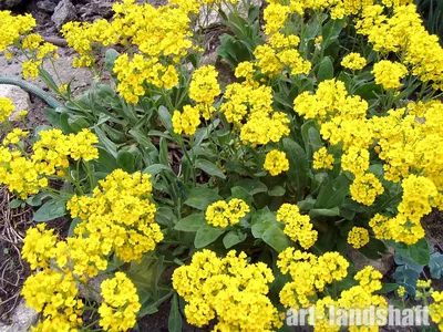 Семена цветов Алиссум Поиск Снежный Ковер 0,3 г — цена в Ижевске, купить в  интернет-магазине, характеристики и отзывы, фото