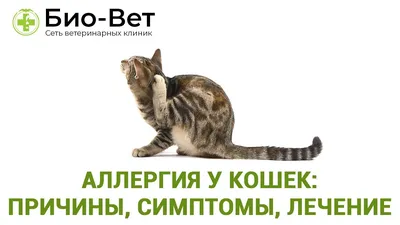 1xPet: у кошки аллергия на корм, что делать? » Вечерние ведомости