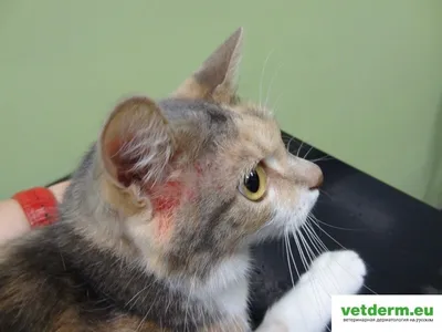 RU: FOOD ALLERGIES in cats - itching eruption - YouTube