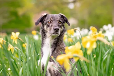 Аллергия у собак - симптомы, лечение и фото | Способы борьбы | Pet-Yes