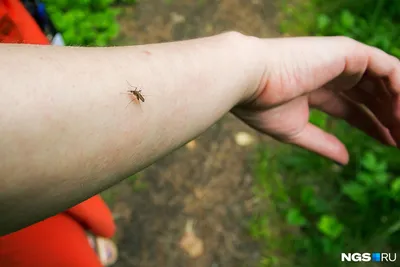 Что делать после укуса мошки, чтобы избежать осложнений - Лайфхакер