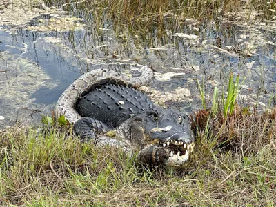 The Creature Feature: 10 Fun Facts About the American Alligator | WIRED