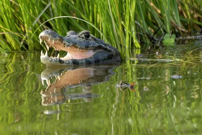 American Alligator