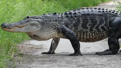 Alligator eating Burmese python in Florida Everglades caught on camera