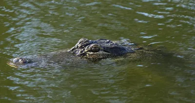 Alligator - City of Arlington