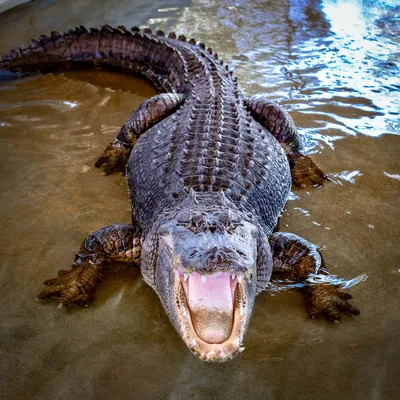 Alligator Attacks Are On The Rise Where You Least Expect Them