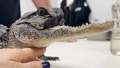 British tourists get full Florida experience when they come face-to-face  with giant alligator