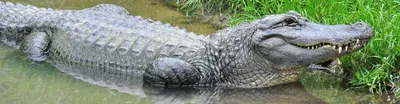 12-Foot Alligator Captured by Fla. Police at Mall Ahead of Christmas