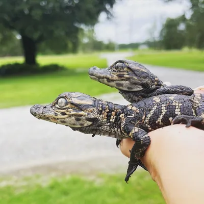 Whopping 625-Pound Alligator Pulled From South Carolina Lake