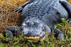 American Alligator | Saint Louis Zoo