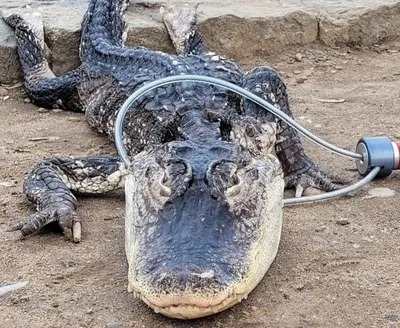 American Alligator - Big Cypress National Preserve (U.S. National Park  Service)