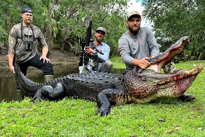 Gatorland introduces alligator missing upper jaw. What should she be named?