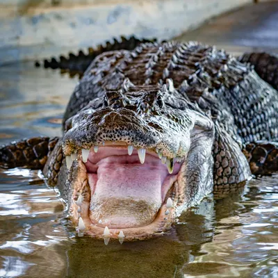 Massive record-breaking alligator captured in Mississippi - WTOP News