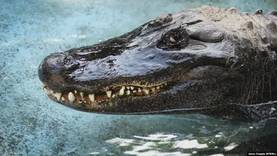 U.S. alligator industry preserves iconic species | Livestock |  capitalpress.com