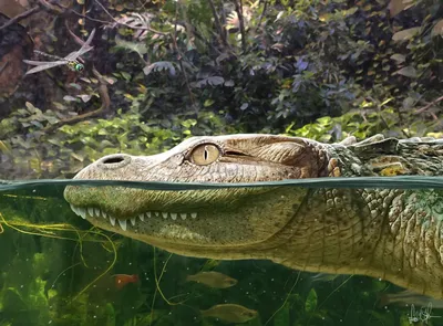 American Alligator - Los Angeles Zoo and Botanical Gardens