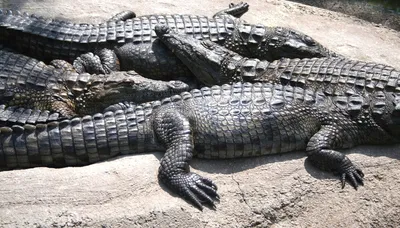 Alligator found in lake in New York City park - ABC News