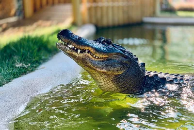 Massive Alligator Killed on South Florida Cattle Ranch | Outdoor Life