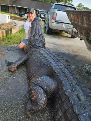 American Alligator | National Geographic