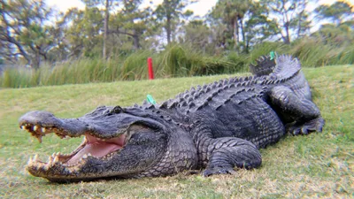 No Greater Gator: World's 'Oldest Alligator' Still Looking For Love In  Belgrade