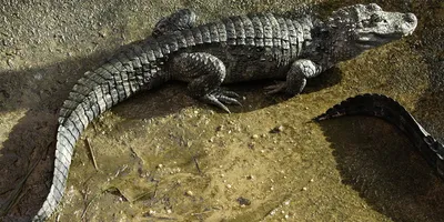 Do Alligators Ever Stop Growing? - Ripley's Believe It or Not!