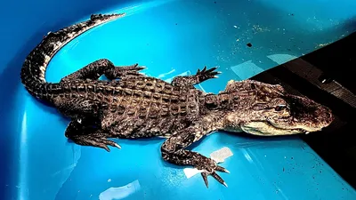 American alligator | reptile | Britannica