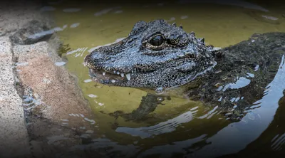 The amazing story of Reggie, L.A.'s celebrity alligator - Los Angeles Times