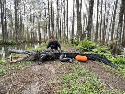 Photos: 920-pound alligator caught in Florida after 4-hour struggle