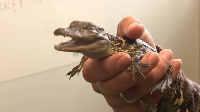 Jawless Florida alligator named Jawlene for fellow 'treasure' Dolly Parton  | Florida | The Guardian