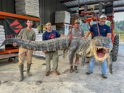 Clemson researchers helping humans, alligators coexist in coastal SC |  Clemson News