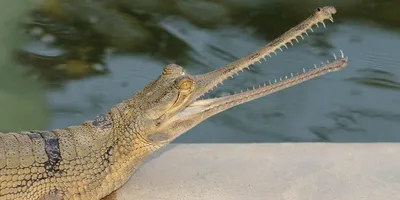 Chinese alligator | Smithsonian's National Zoo and Conservation Biology  Institute