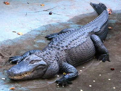 Never seen anything like it': Florida wildlife photographer captures wild  photo of alligator launching itself out of water | WFLA