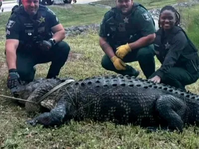 Alligator Rescued in Prospect Park Swallowed Tub Stopper, X-Ray Shows - The  New York Times