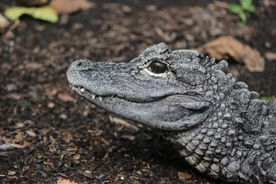 Alligator Spotted in New Jersey Lake Still on the Loose a Week Later