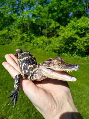 Gatorland names alligator with missing top jaw