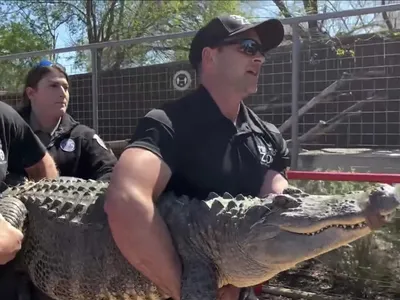 American Alligator | Our Animals | Fort Wayne Children's Zoo