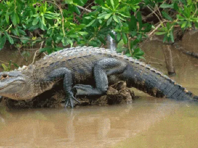 Difference between Crocodiles and Alligators | Thomson Safaris