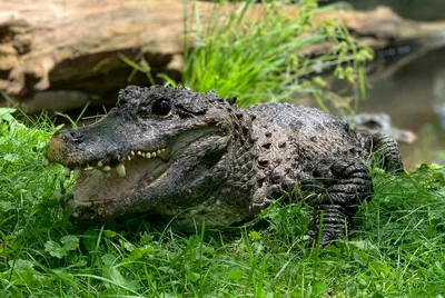 Wilderz at Pocono Wildlife caring for rescued gator | wnep.com