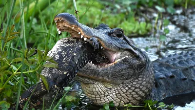 800-pound alligator caught in Mississippi breaks state record - The  Washington Post