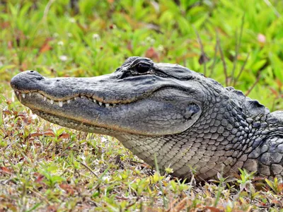 American Alligator - Georgia Aquarium